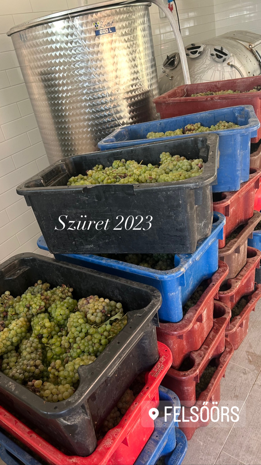 Szüret 2023